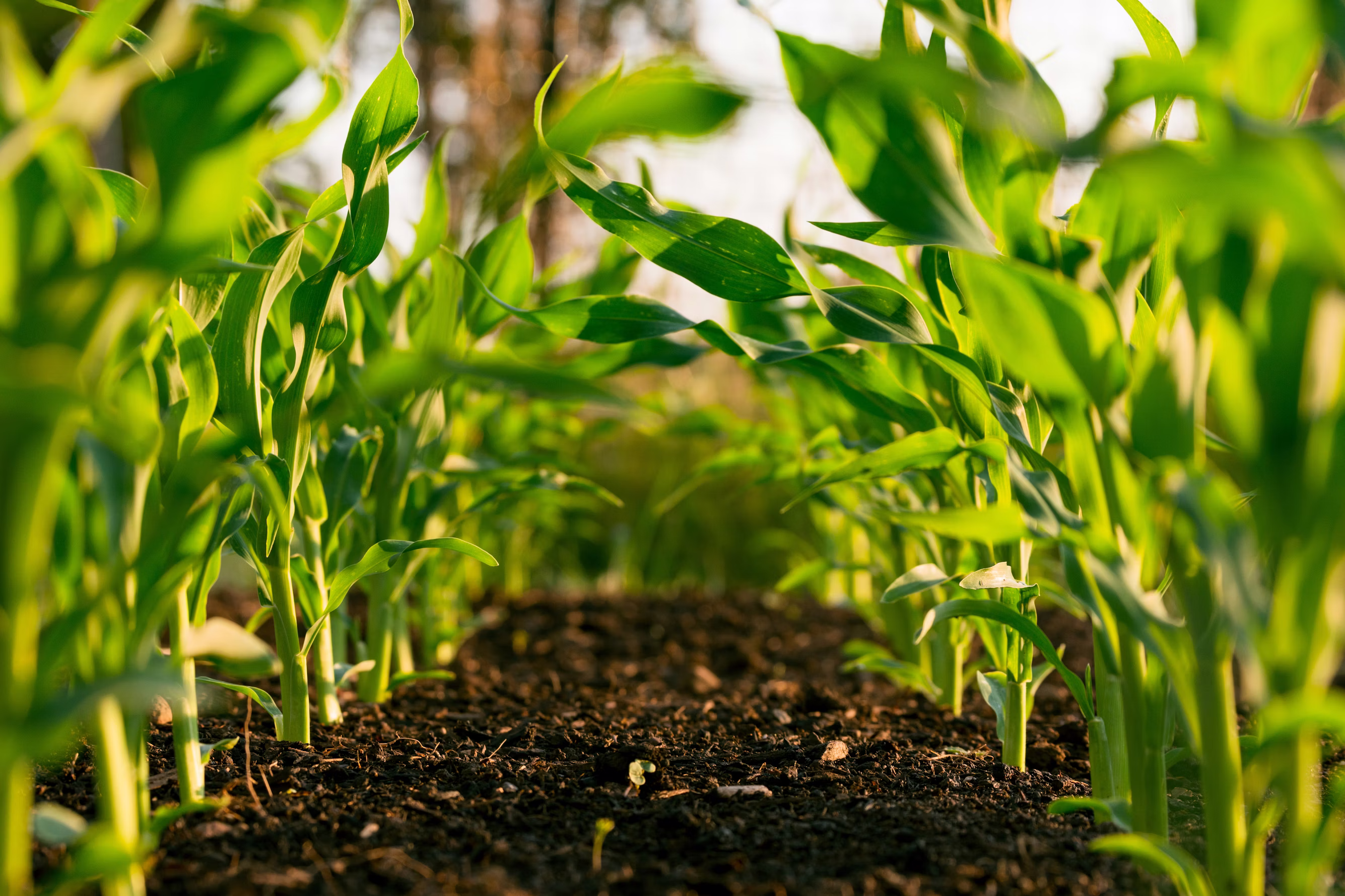 Farm Sourcing